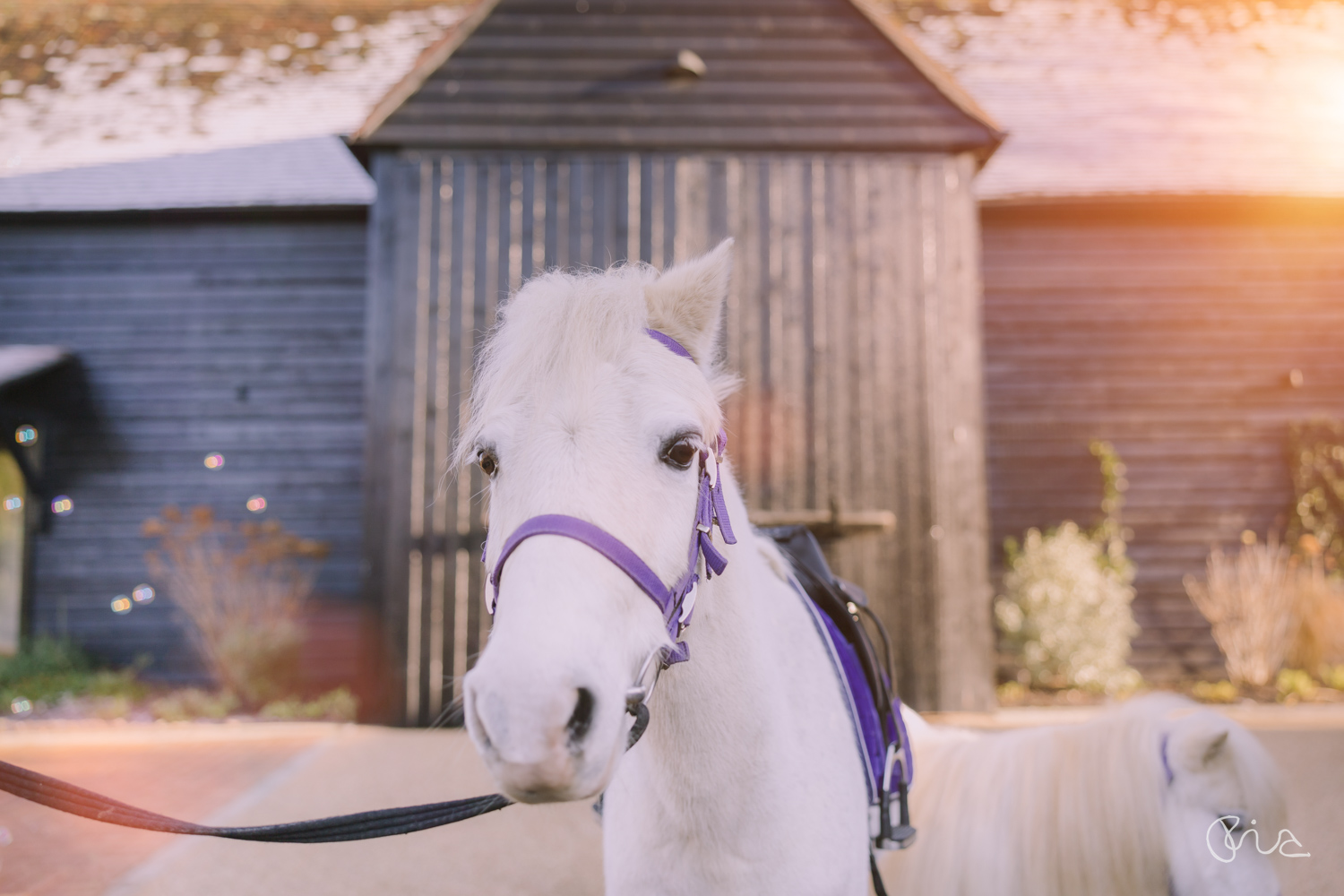 Birthday party with ponies 